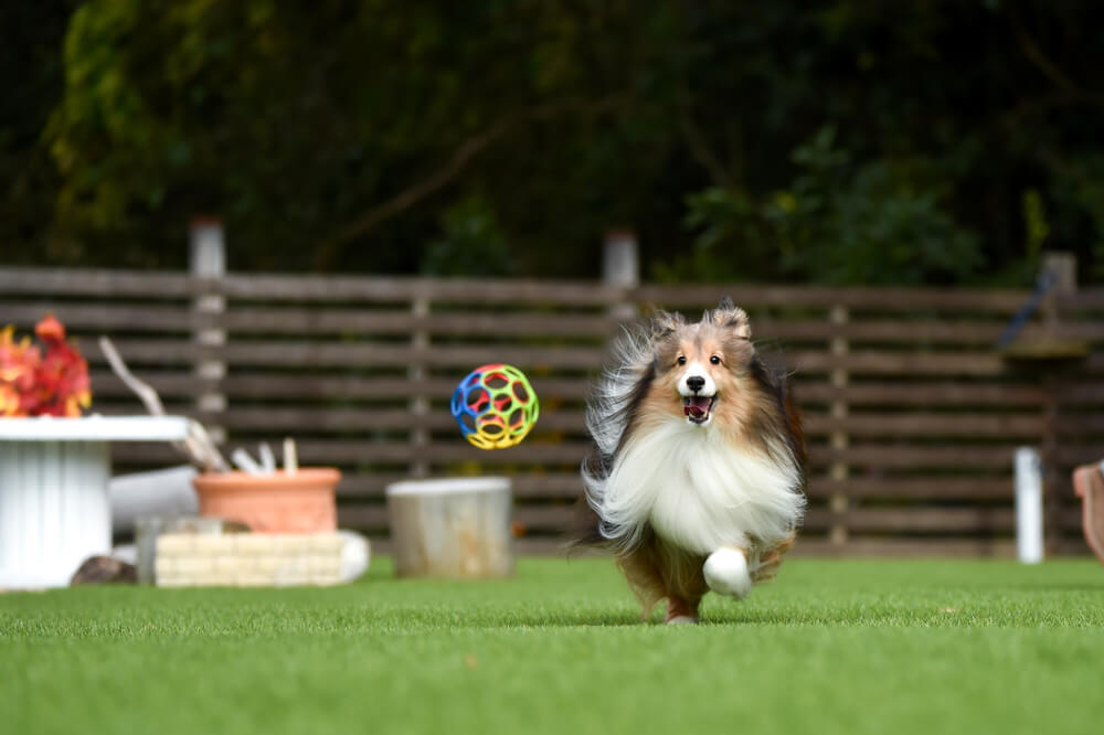 1ヶ月にかかる飼育費用は？