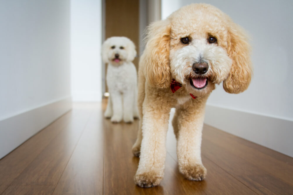 1カ月にかかる飼育費用は？