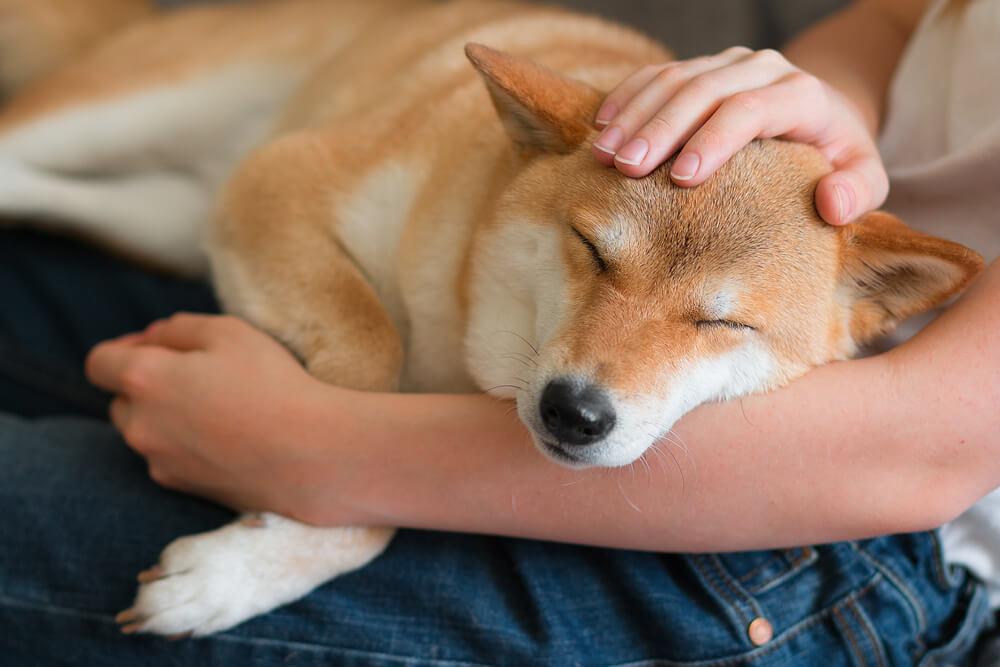 子犬に限らず、老犬もかわいい！老犬の魅力