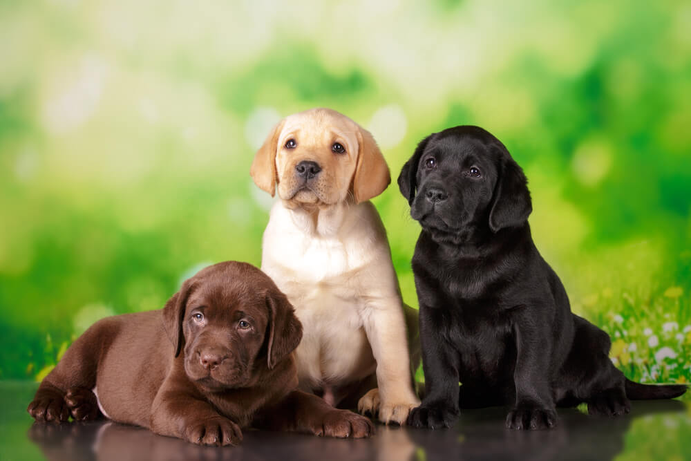 大型犬の飼い方・注意点