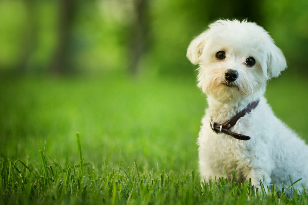 小型犬が病気にならないためのコツ