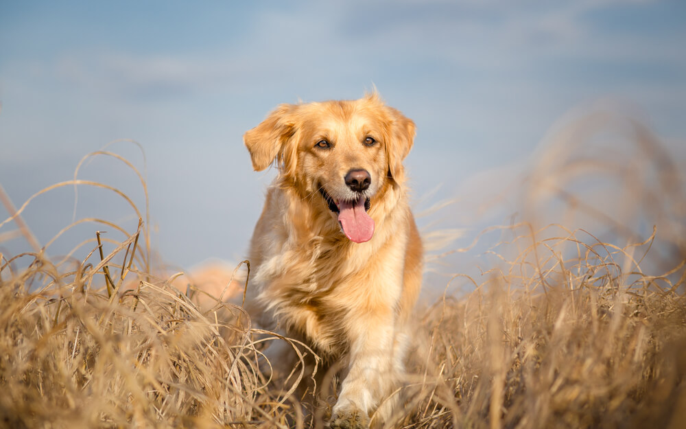 大型犬を家族に迎える方法と費用