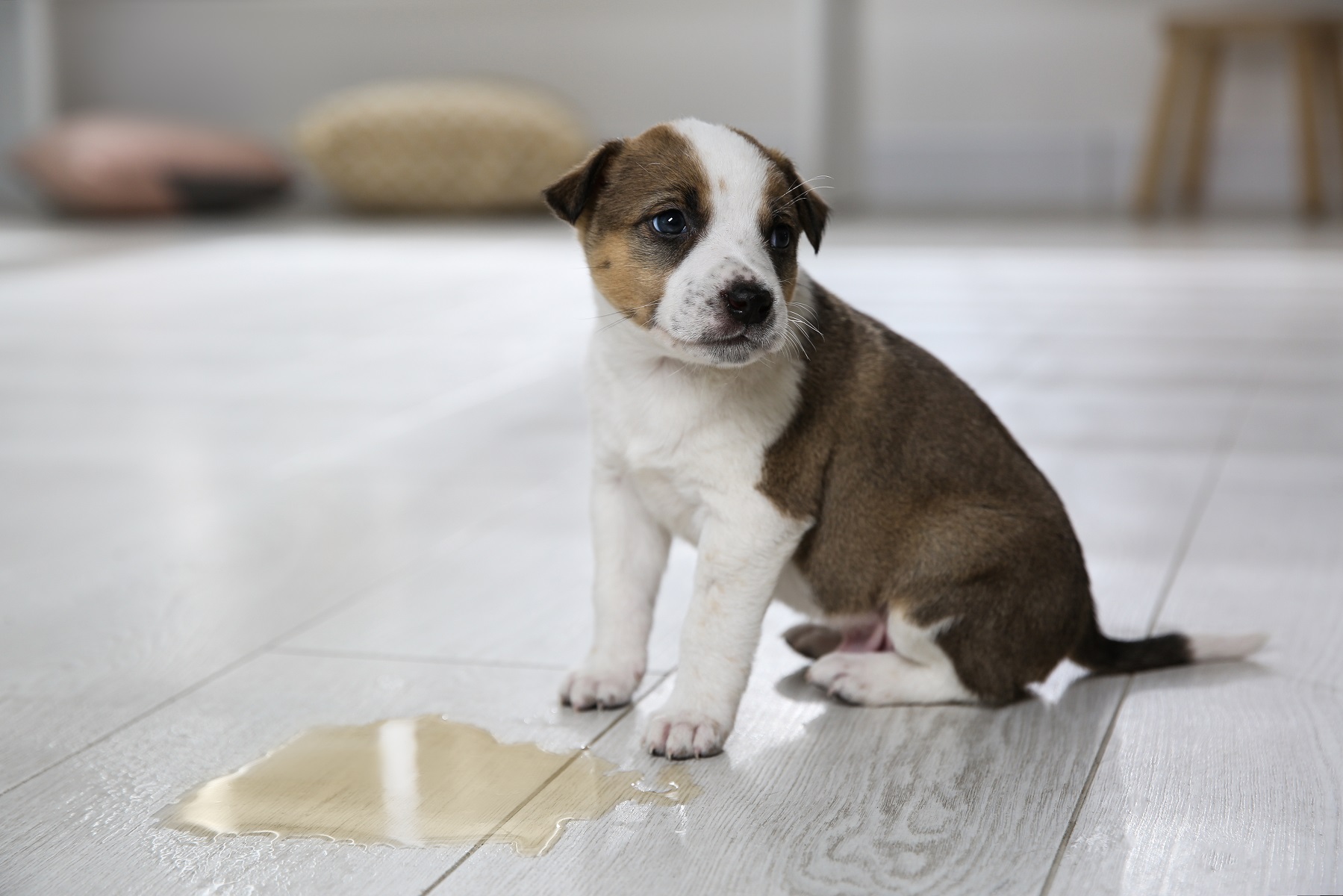 【獣医師監修】犬の血尿の原因は？動物病院を受診する際のポイントや予防方法を解説