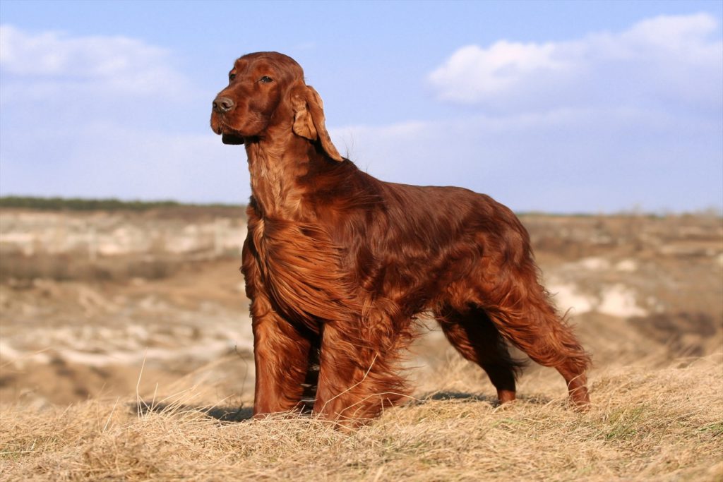 明るく陽気な大型犬アイリッシュ・セターの特徴や飼い方、しつけなどをご紹介