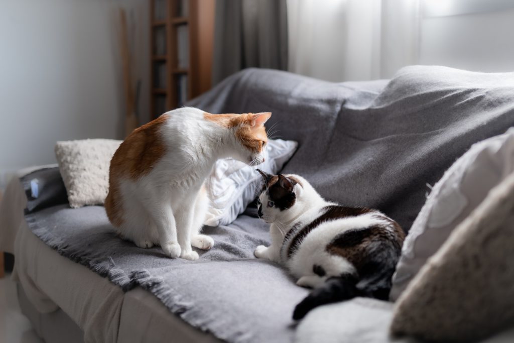 【獣医師監修】猫がすりすりする理由は仲間の証？すりすりする猫の気持ちを解説します