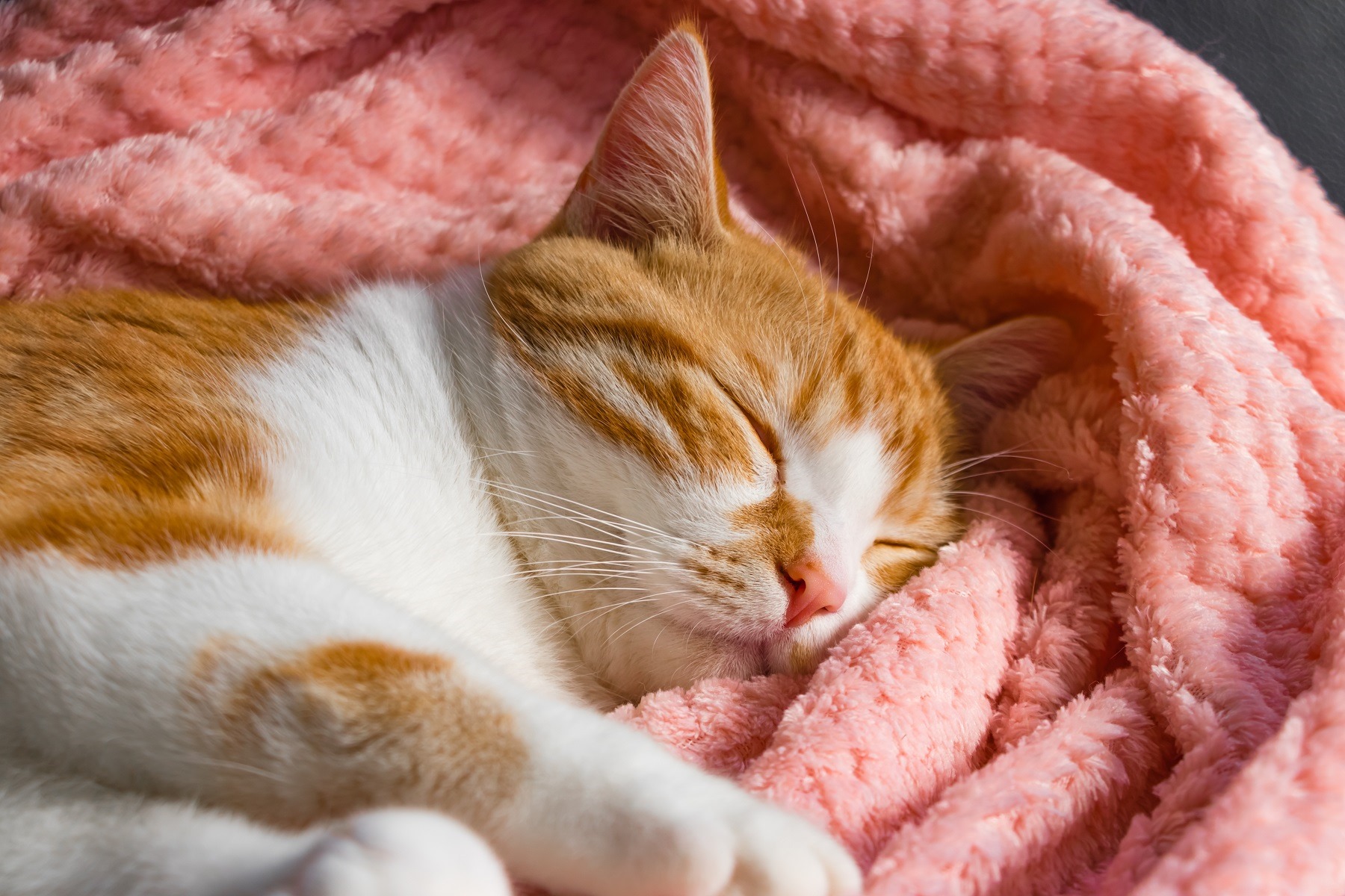 フサフサのしっぽがキュート！茶トラの魅力と飼い方のポイント