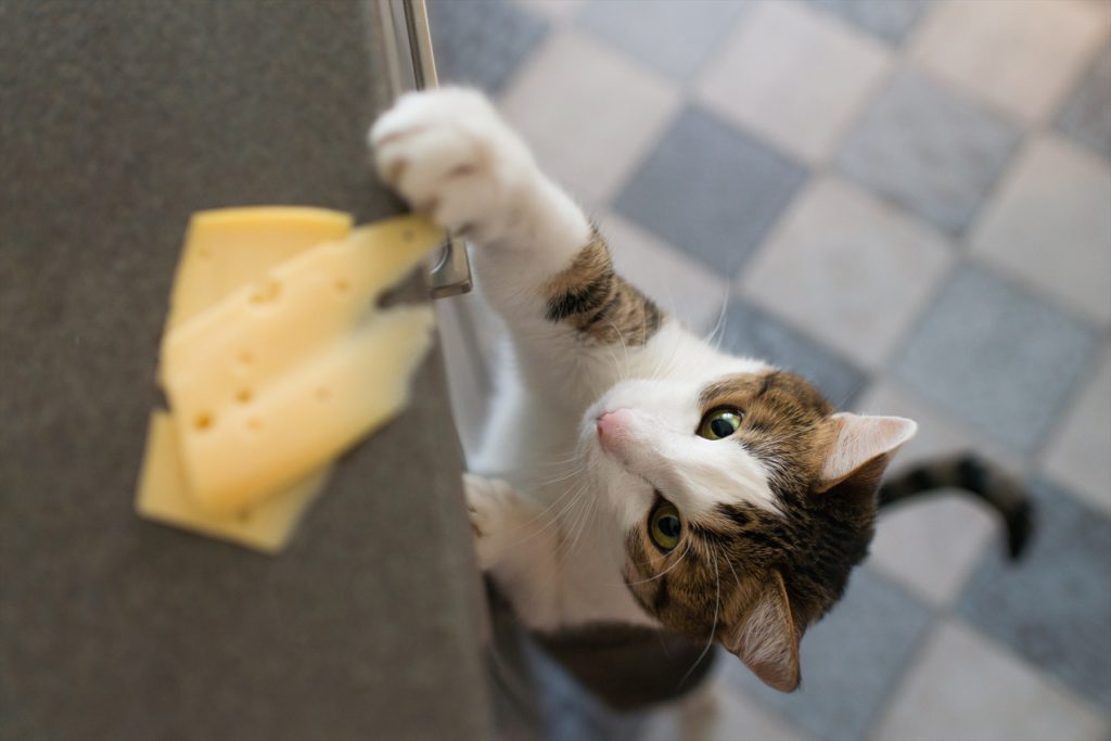 【獣医師監修】猫にチーズをあたえても大丈夫？与える際の注意点と基礎知識