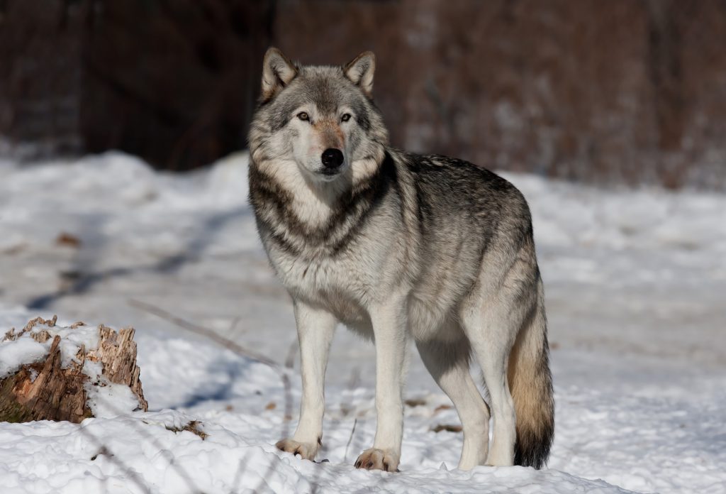 狼犬（ウルフドッグ）の飼育は危ない？性格の特徴と大きさから飼い方まで解説