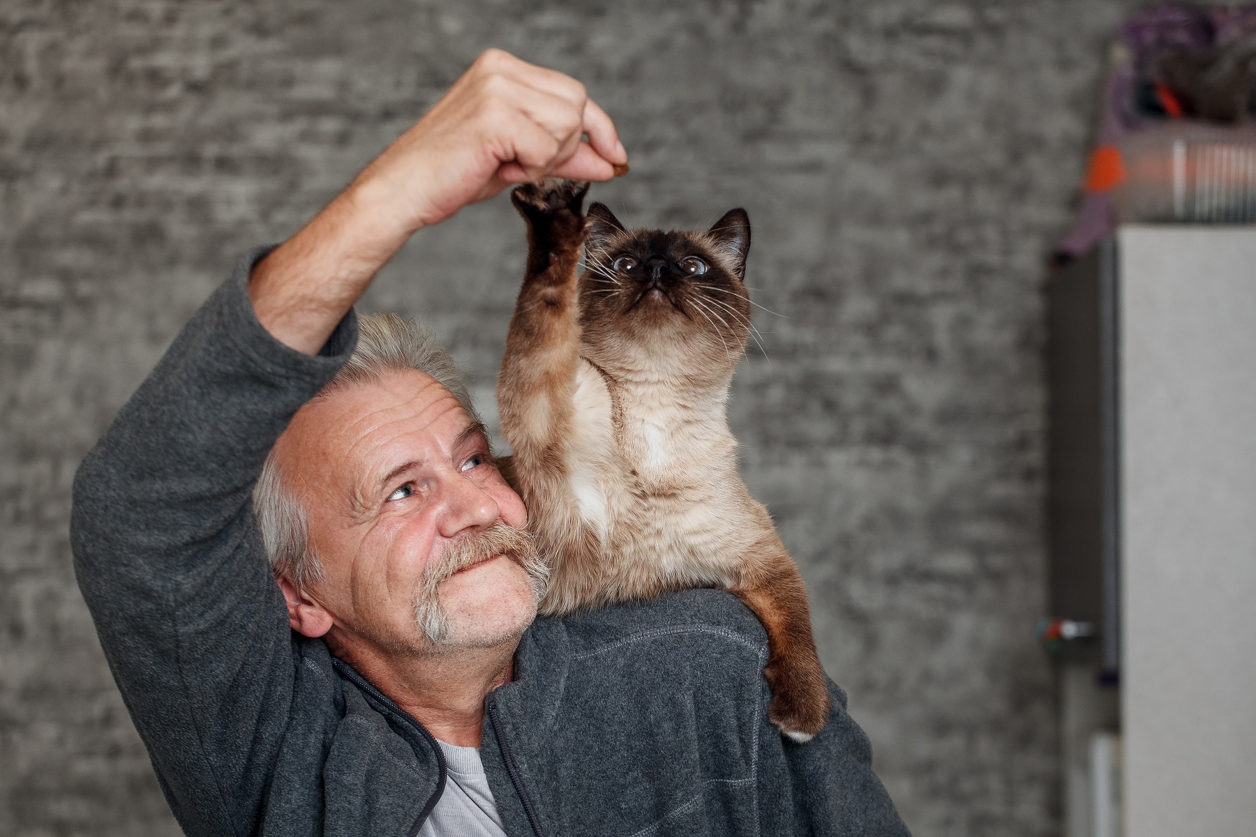 【獣医師監修】人間に例えると何歳？猫の成長スピードと寿命、長生きしてもらうためにできること