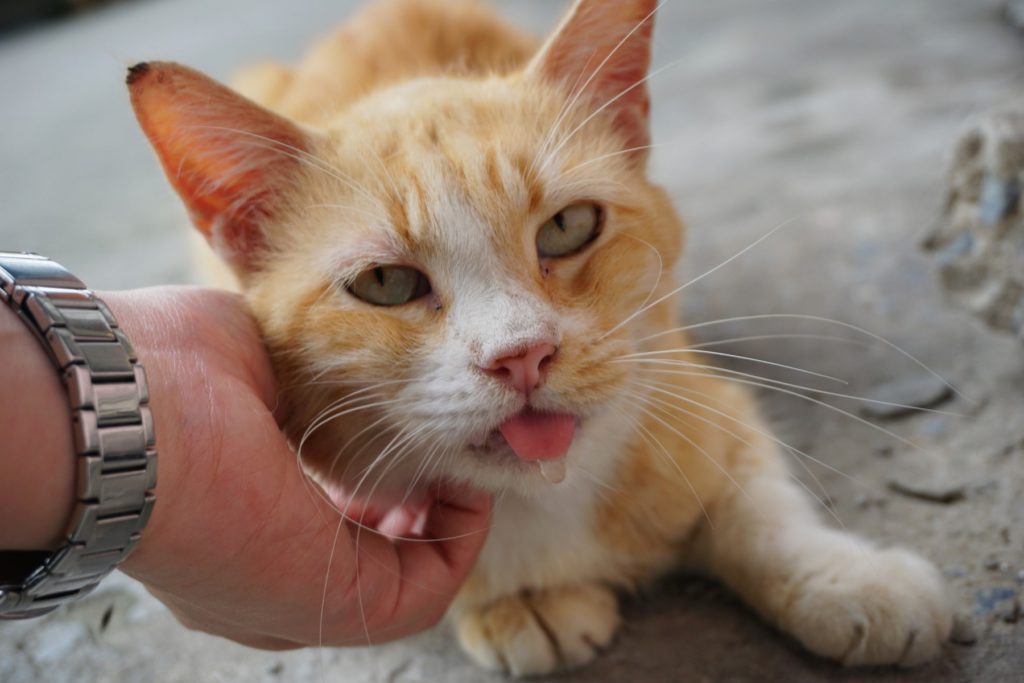 【獣医師監修】猫がよだれを垂らすのは病気のサイン？知っておきたい口腔ケア