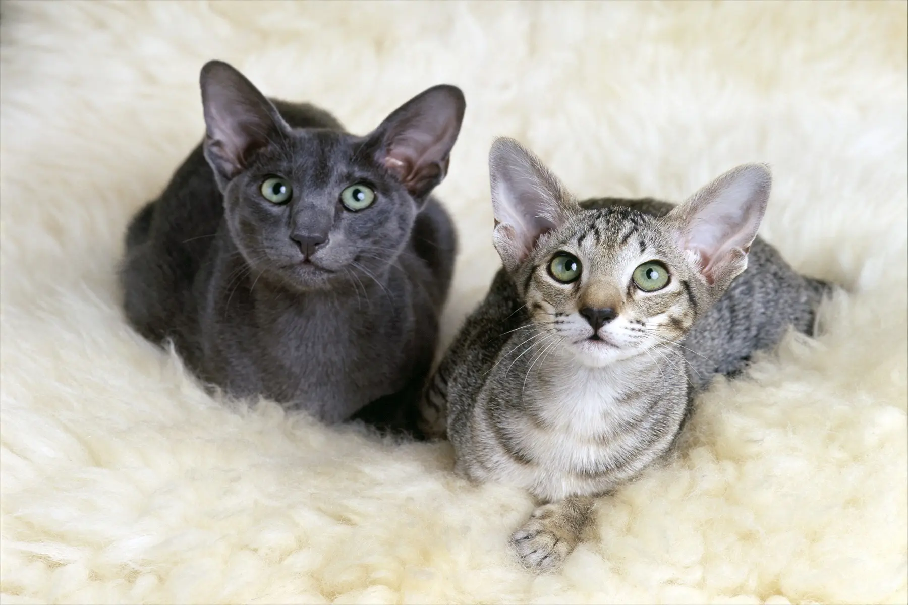 オリエンタルショートヘアの性格、特徴、飼い方は？飼いやすさ、しつけ