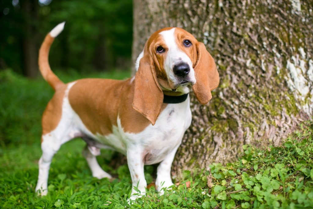 バセット・ハウンドってどんな犬？詳しい飼い方・特徴・しつけをご紹介！