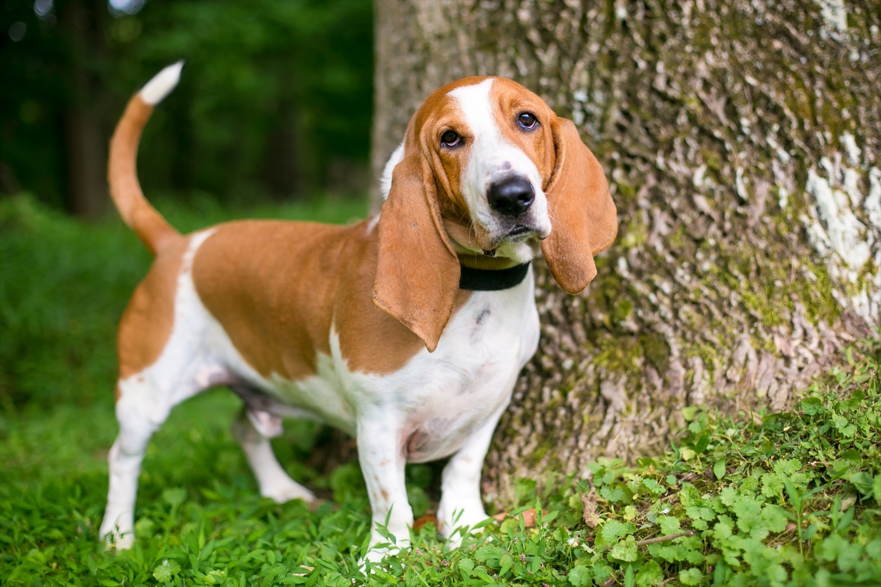 バセット・ハウンドってどんな犬？詳しい飼い方・特徴・しつけをご紹介！