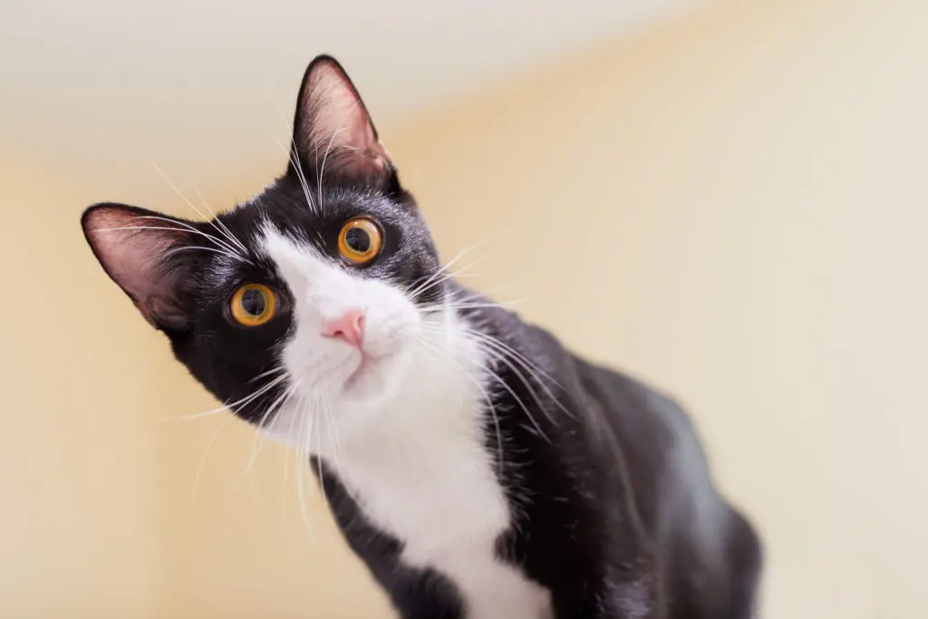 ハチワレの由来は「鉢」から？！縁起が良いといわれるハチワレ猫の特徴