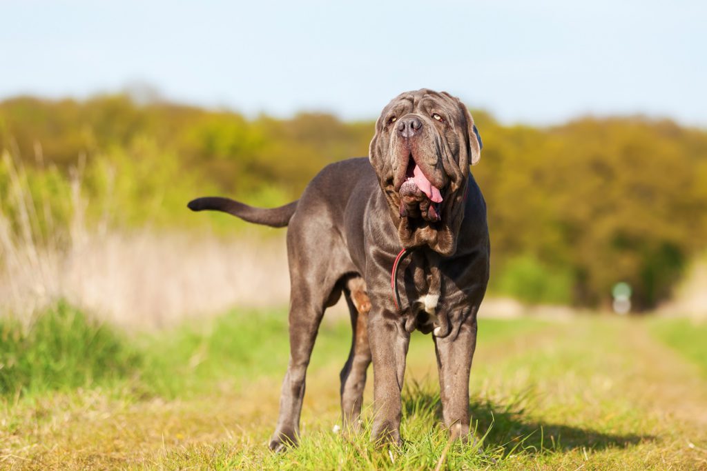 マスティフとはどんな犬？性格や特徴から考える理想的な飼い方を解説