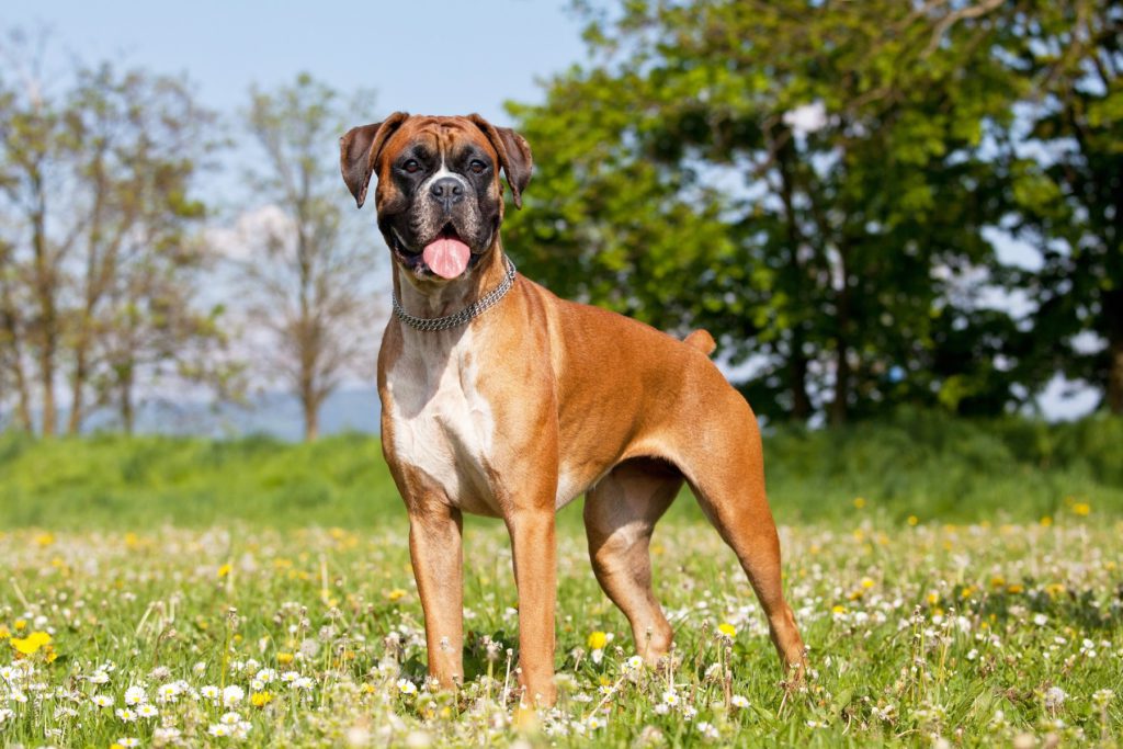 忍耐強く忠実な大型犬。ドイツで軍用犬としても活躍したボクサー犬の魅力とは？