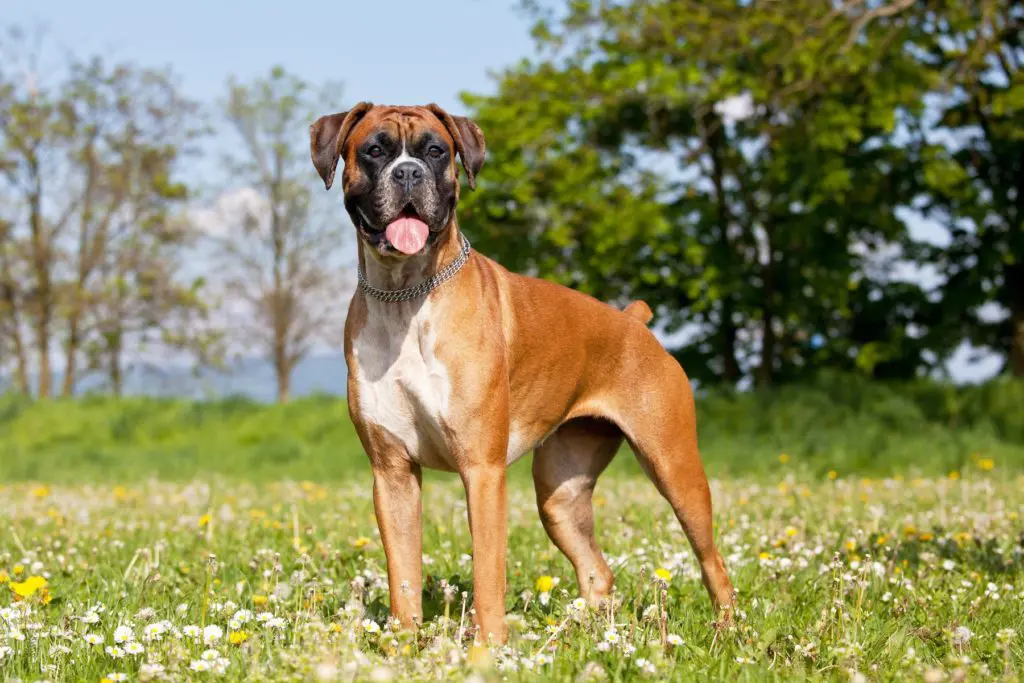 ボクサー犬の寿命や価格、迎え方は？ドイツで軍用犬としても活躍