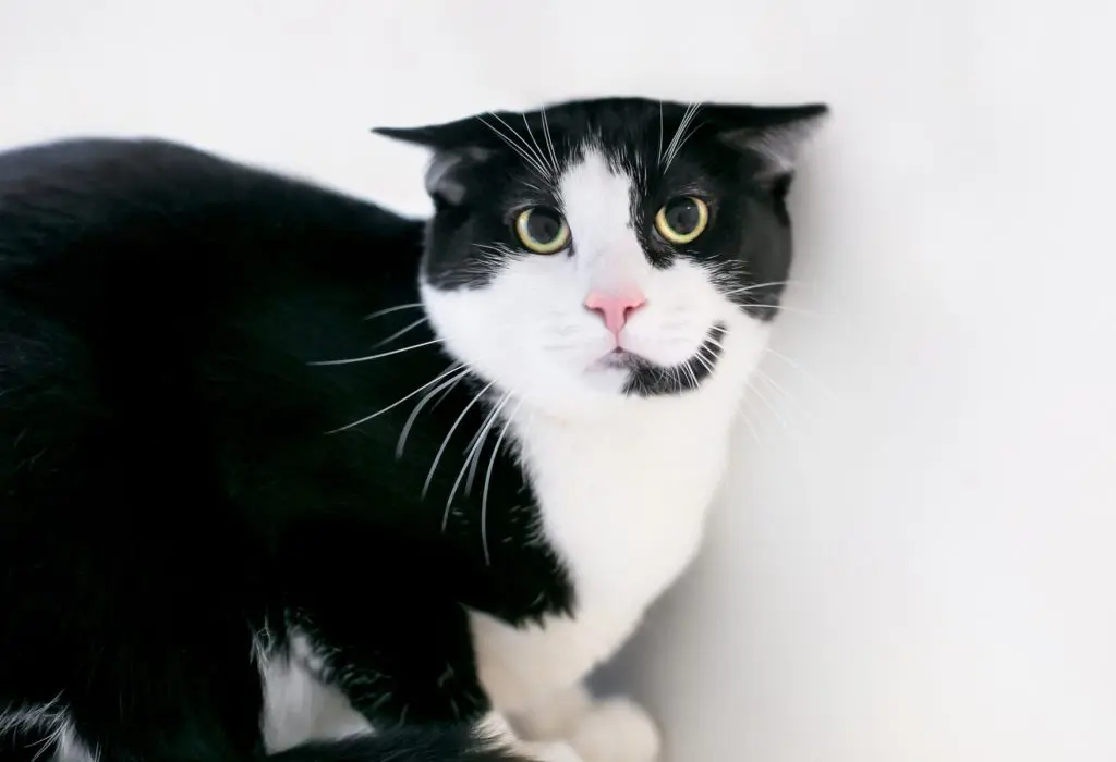 獣医師監修】猫のイカ耳は不安のサイン？耳の形でわかる猫の気持ち