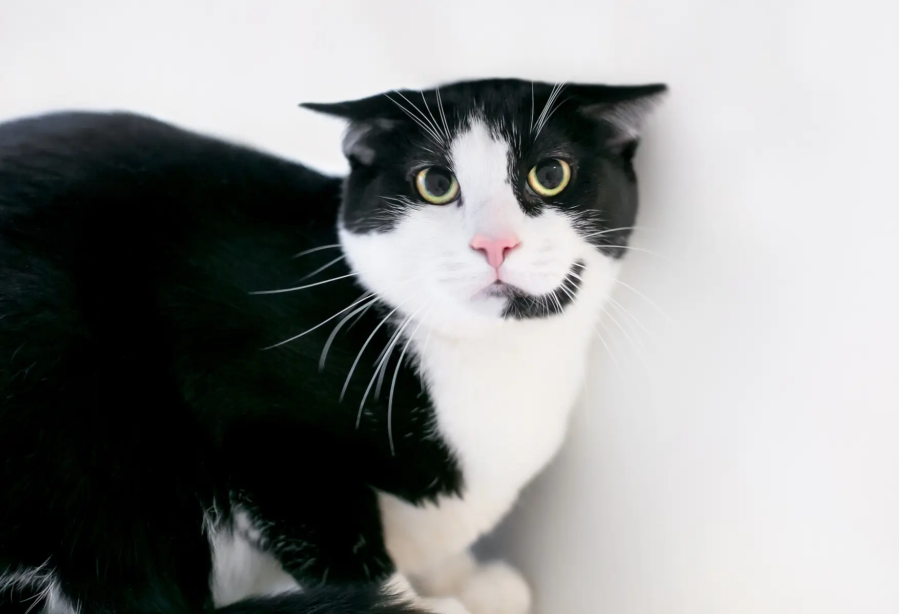 【通りすがりのイカ耳猫】iPad Air 第4世代 256GB、ペンシル 通りすがりのイカ耳猫様専用】iPad Air 第4世代 256GB、ペンシル