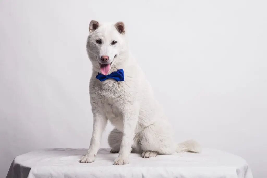 日本の人気犬種、紀州犬ってどんな犬？飼い方や特徴をご紹介