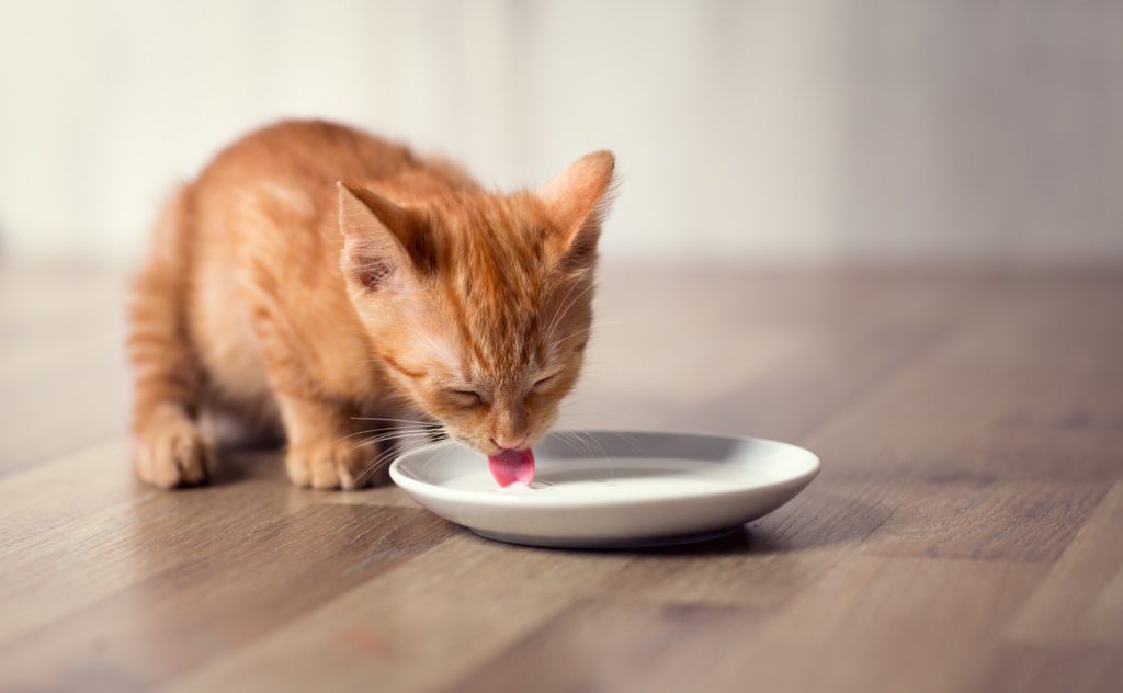 【獣医師監修】猫に牛乳をあたえても大丈夫？乳製品を与えるときの基礎知識
