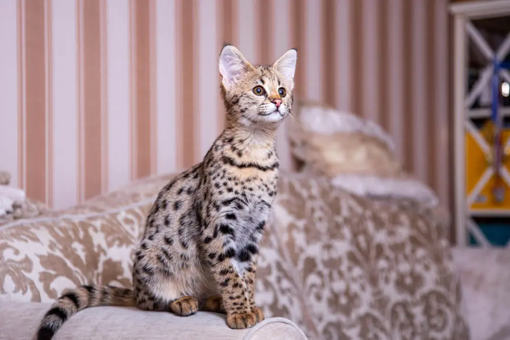 サバンナキャット❗️ サバンナキャットの性格、値段、飼い方は？飼育に向いている世代