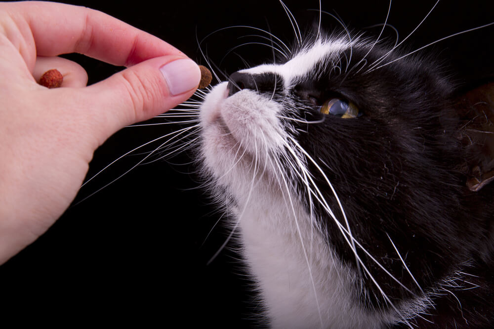 愛猫との上手なコミュニケーションの取り方