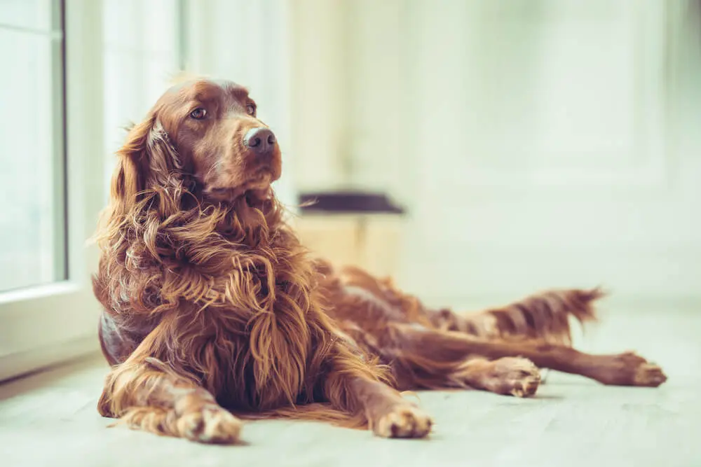 明るく陽気な大型犬アイリッシュ・セターの特徴や飼い方、しつけなどを