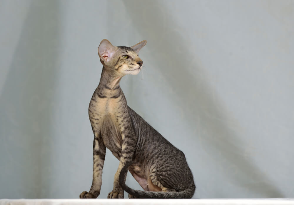 オリエンタルショートヘアの飼い方のポイント