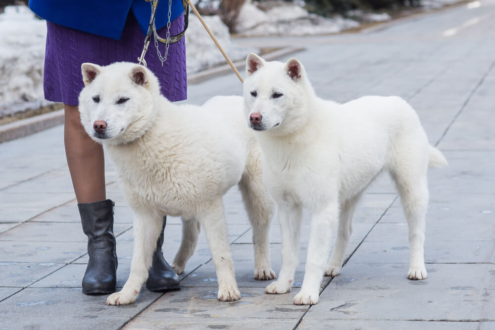 紀州犬の飼い方のポイント