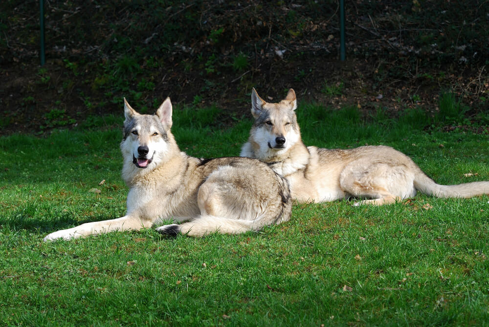 狼犬（ウルフドッグ）の飼い方のポイント