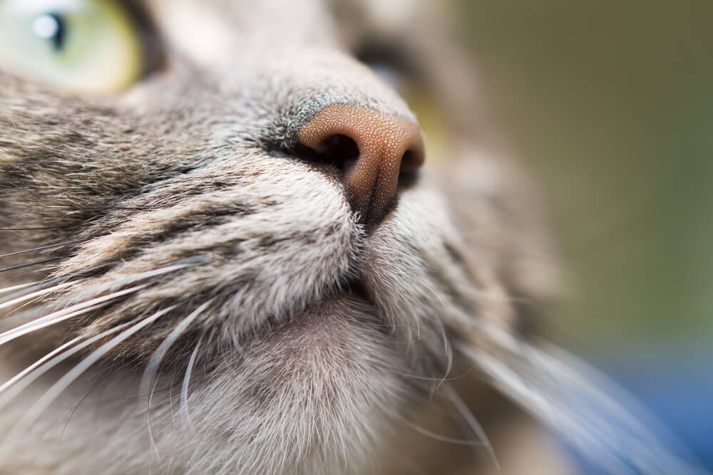 猫の嗅覚が人より優れている理由