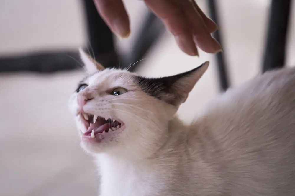 獣医師監修】猫のイカ耳は不安のサイン？耳の形でわかる猫の気持ち