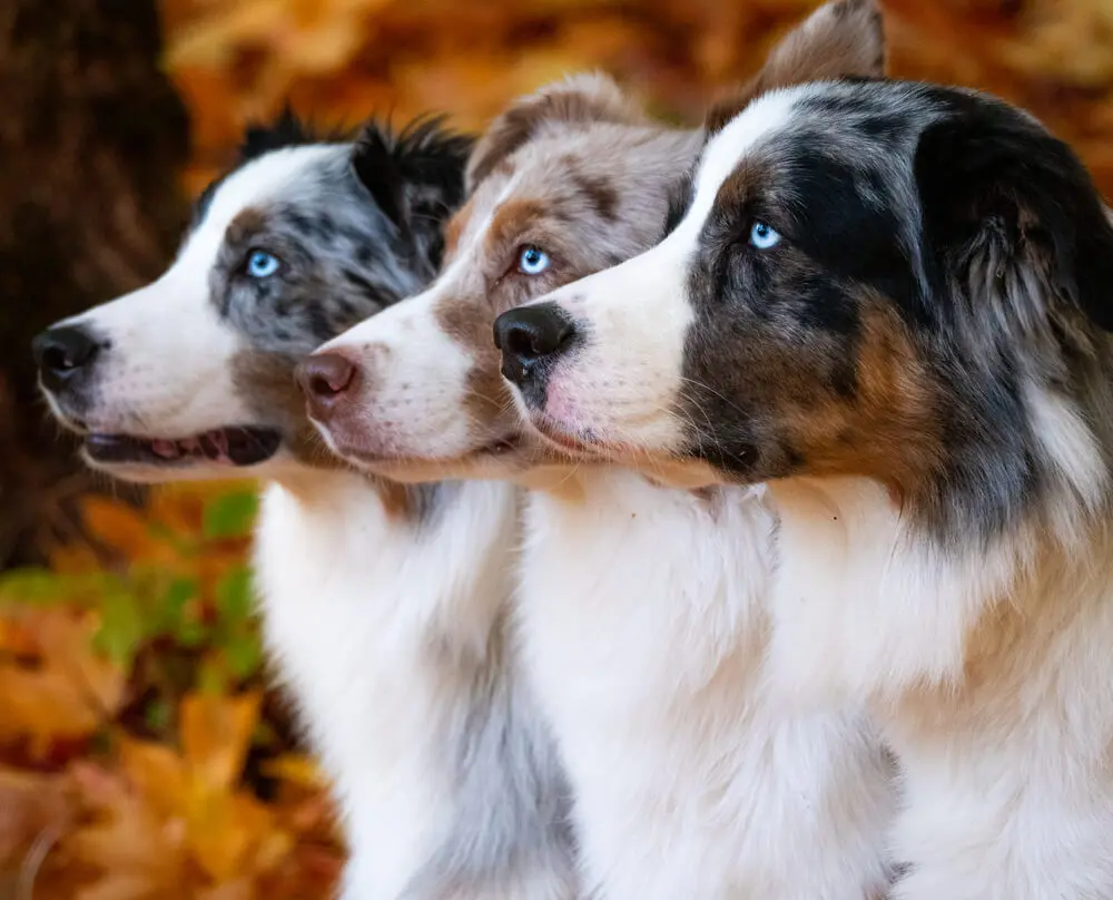 titya/ドール　オーストラリアンシェパード titya様専用/ドール オーストラリアンシェパード 【公式通販】