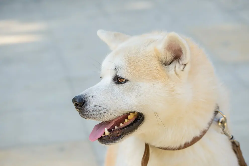 日本の人気犬種、紀州犬ってどんな犬？飼い方や特徴をご紹介