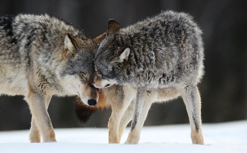狼犬（ウルフドッグ）の飼育は危ない？性格の特徴と大きさから飼い方