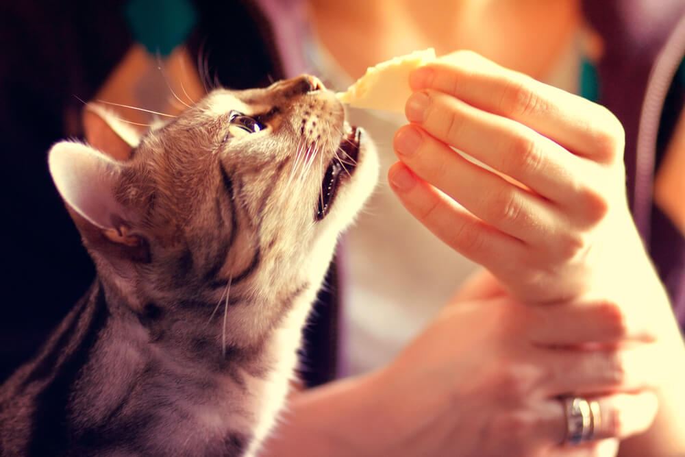 猫へのチーズの与え方