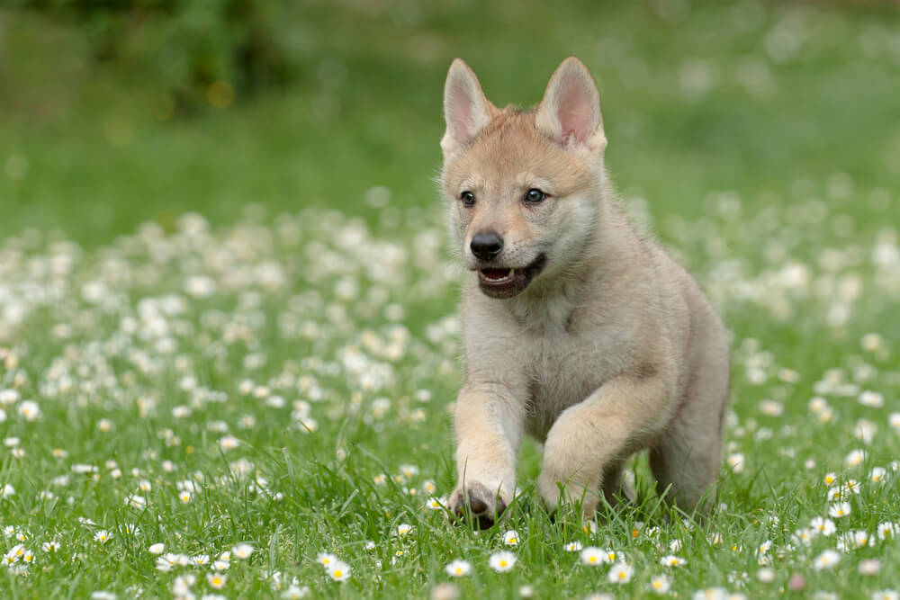 狼犬（ウルフドッグ）を家族に迎える方法と費用