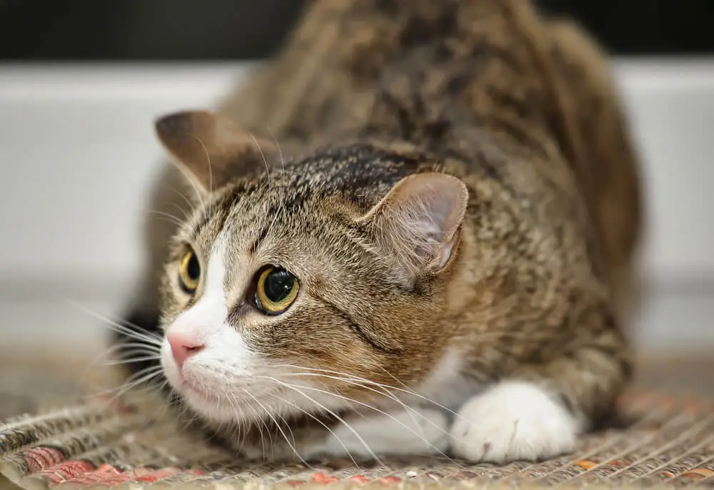 獣医師監修】猫のイカ耳は不安のサイン？耳の形でわかる猫の気持ち