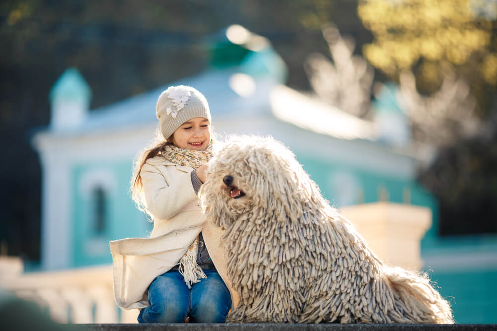 プーリー犬の注意しておきたい病気