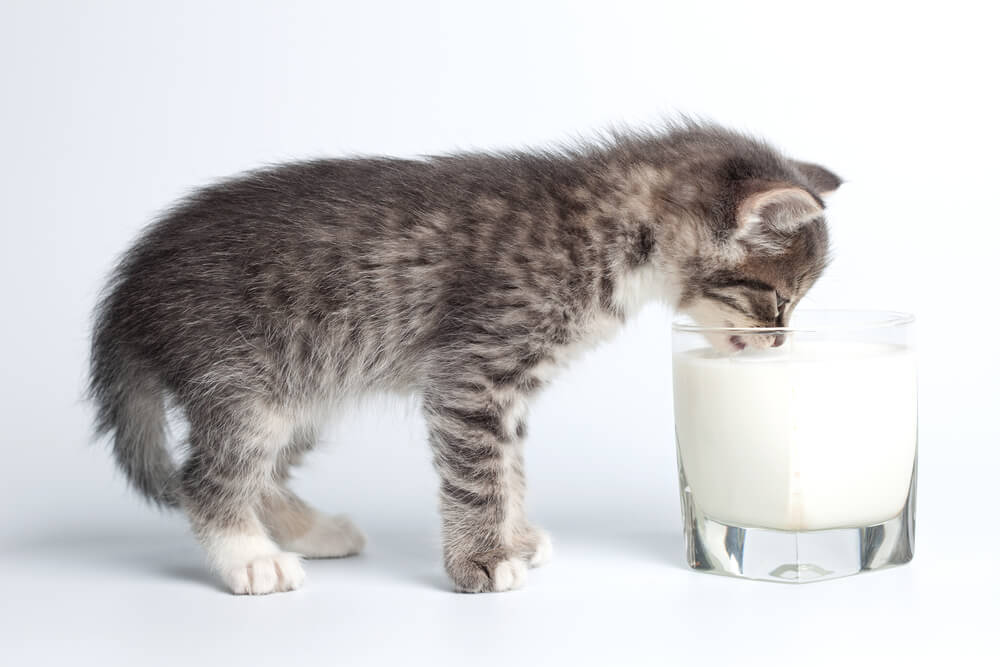 猫に積極的に牛乳を与える必要はない