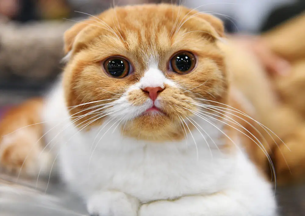 茶トラの性格・寿命・飼い方のポイント。メスは珍しい？ | ペット