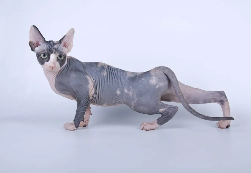 獣医師監修】猫のしっぽの動きでわかる気持ちとしっぽの役割 | ペット