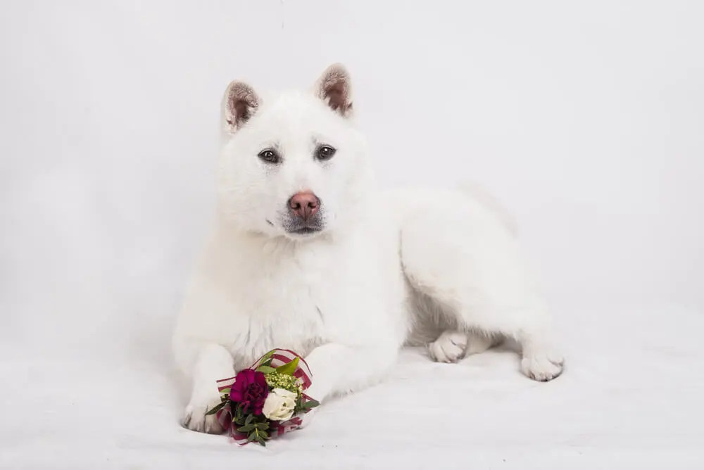 日本の人気犬種、紀州犬ってどんな犬？飼い方や特徴をご紹介