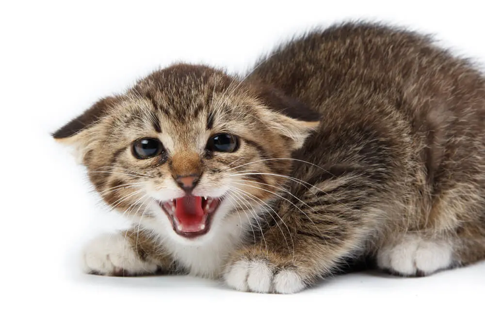 獣医師監修】猫のイカ耳は不安のサイン？耳の形でわかる猫の気持ち