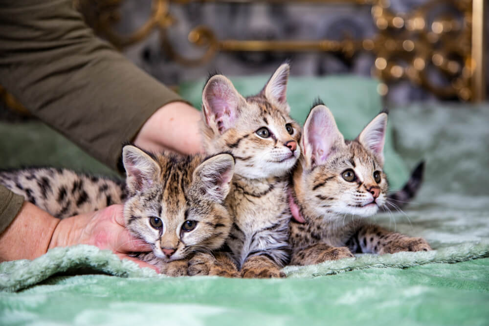 サバンナキャットを家族に迎える方法と費用