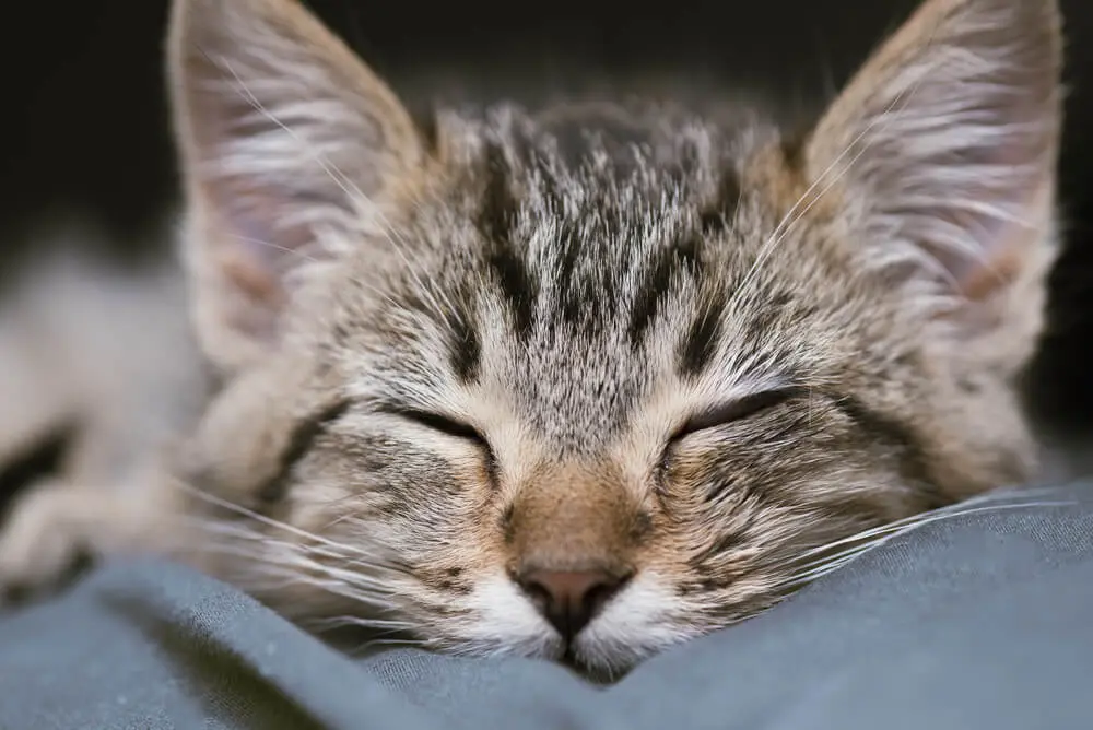 サバンナキャットの性格、値段、飼い方は？飼育に向いている世代
