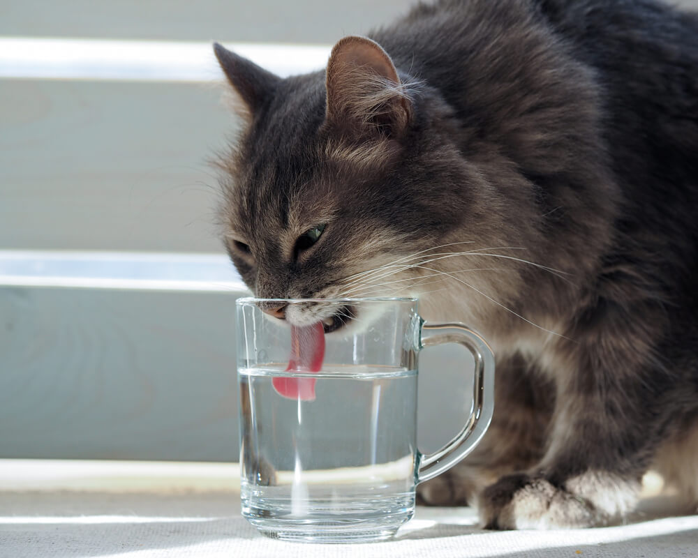 お水をしっかり飲んでもらう