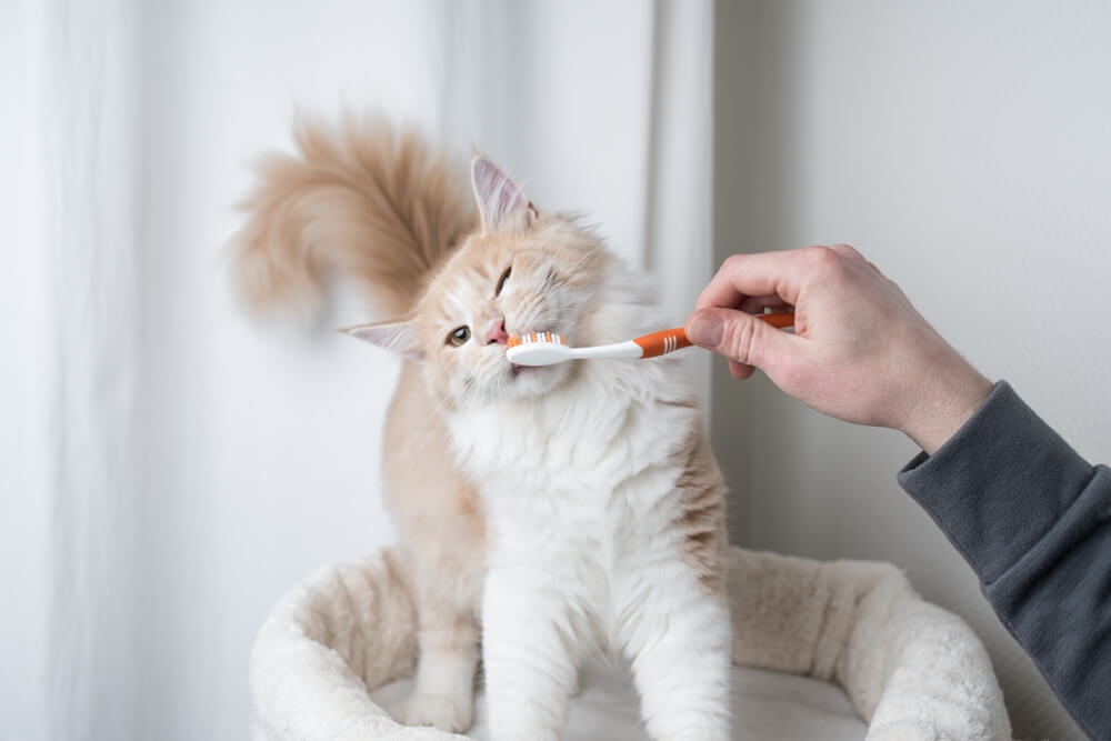 猫に歯ブラシに慣れてもらう方法