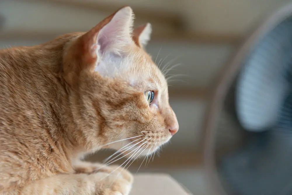 茶トラの性格・寿命・飼い方のポイント。メスは珍しい？ | ペット